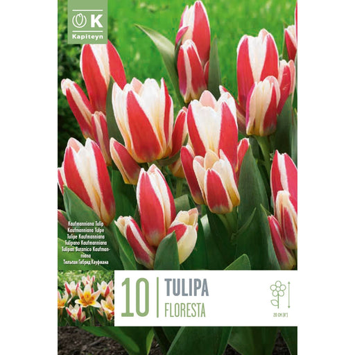  Tulip Kauf Floresta (x10 Bulbs)