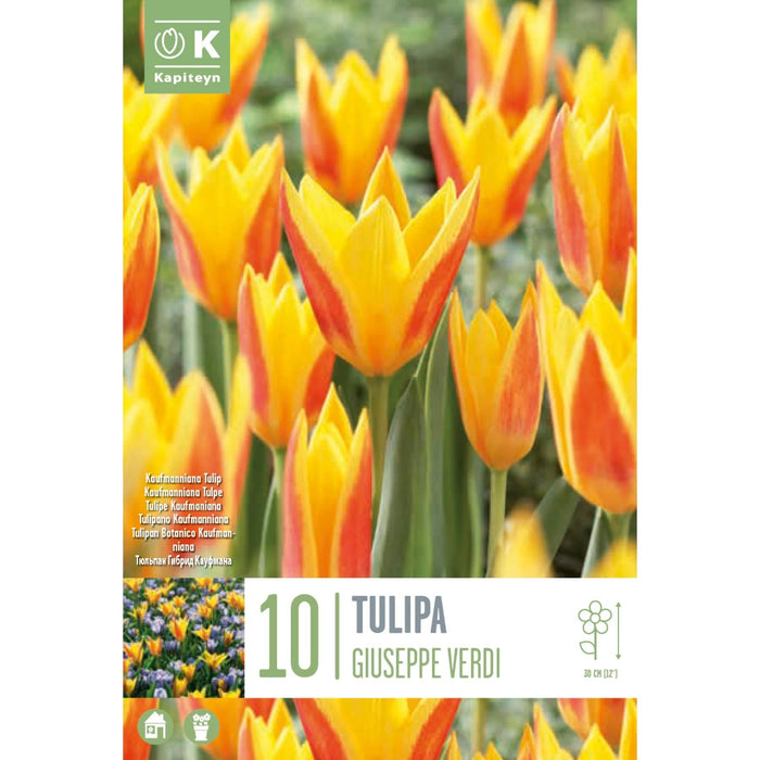  Tulip Kauf Giuseppe Verdi (x10 Bulbs)