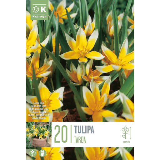  Tulip Specie Tarda (x20 Bulbs)