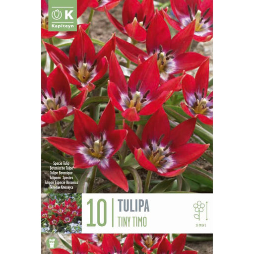  Tulipipa Specie Tiny Timo (x10 Bulbs)