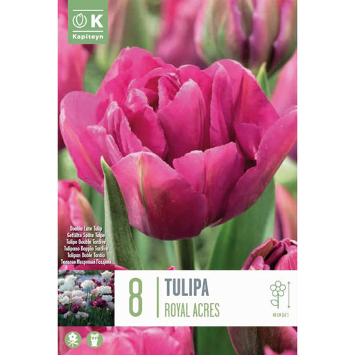  Tulip Royal Acres (x8 Bulbs)