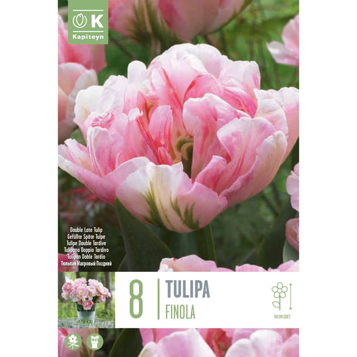  Tulip Double Finola (x8 Bulbs)
