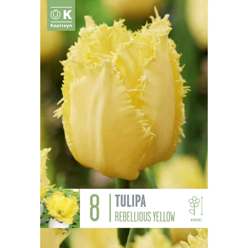  Tulip Rebellious Yellow (x8 Bulbs)