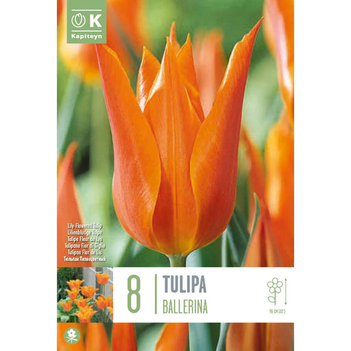  Tulip Lily-Flowered Ballerina (x8 Bulbs)