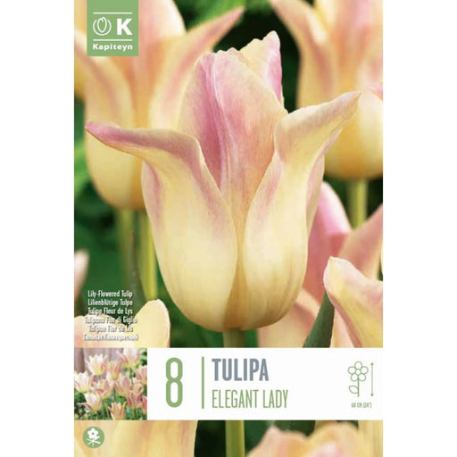  Tulip Lily-Flowered Elegant Lady (x8 Bulbs)