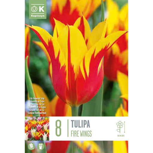  Tulip Lily-Flowered Fire Wings (x8 Bulbs)