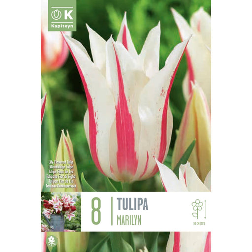  Tulipip Lily Flowered Marilyn (x8 Bulbs)
