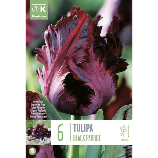  Tulip Parrot Black Parrot (x6 Bulbs)