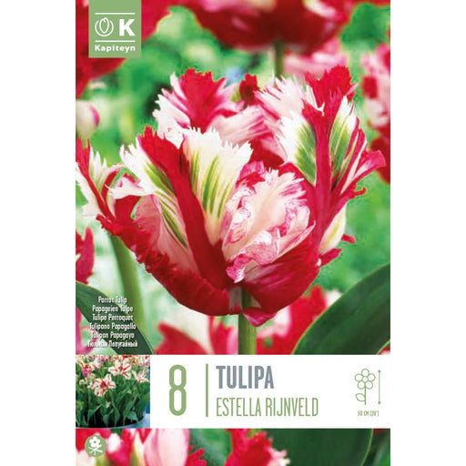  Tulip Parrot Estella Rijnveld (x8 Bulbs)