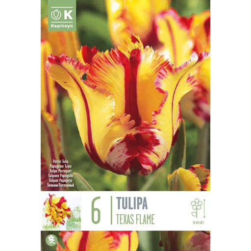  Tulip Parrot Texas Flame (x6 Bulbs)