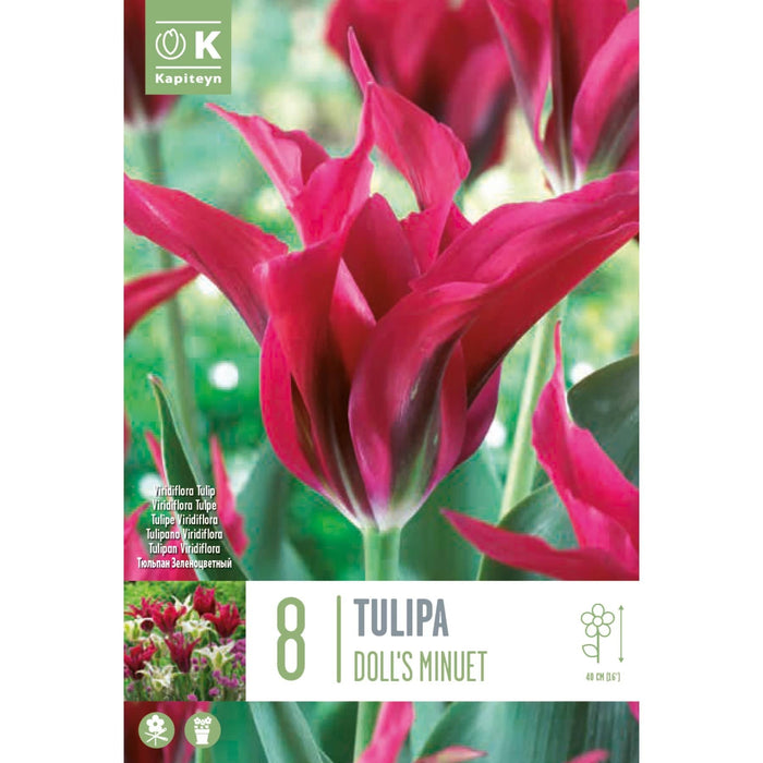  Tulip Viridiflora Doll's Minuet (x8 Bulbs)