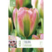  Tulip Viridiflora Groenland (x8 Bulbs)