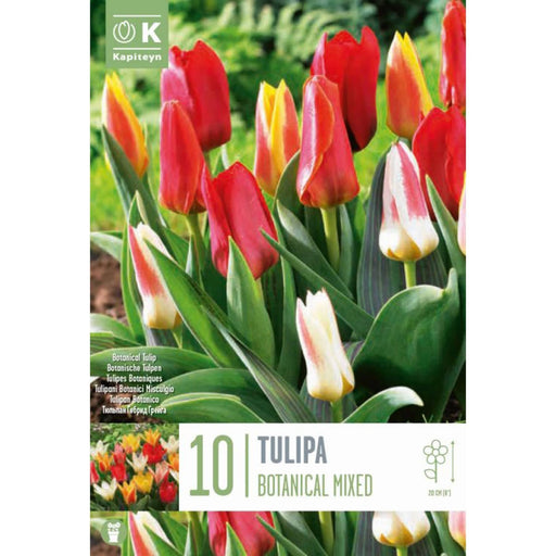  Tulip Botanical Mixed (x10 Bulbs)