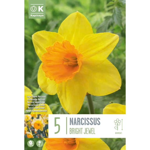 Narcissus Large Cupped Bright Jewel (x5 Bulbs)