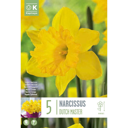  Narcissus Trumpet Dutch Master (x5 Bulbs)