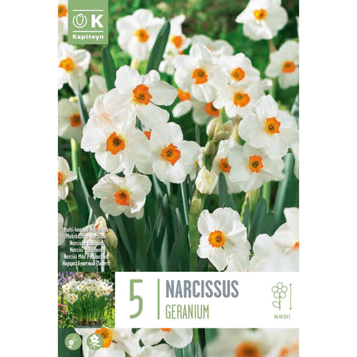  Narcissus Bunch-Flowered Geranium (x5 Bulbs)