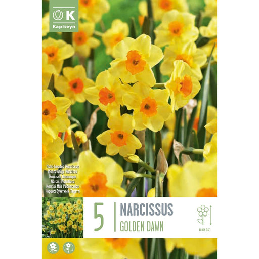  Narcissus Bunch-Flowered Golden Dawn (x5 Bulbs)