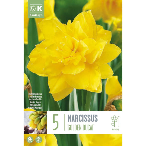  Narcissus Doubleble Golden Ducat (x5 Bulbs)