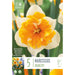  Narcissus Split-Corona Orangery (x5 Bulbs)