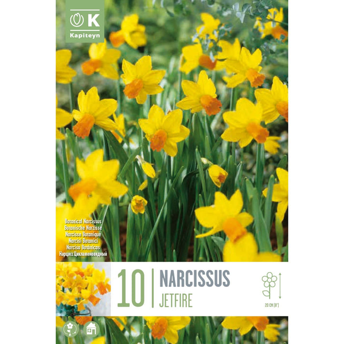 Narcissus Botanical Jetfire Bag (10 Bulbs)