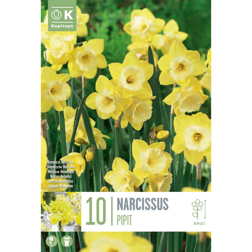 Narcissus Botanical Pipit (x10 Bulbs)
