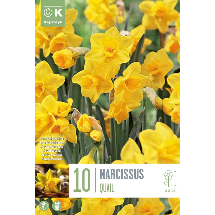  Narcissus Botanical Quail (x10 Bulbs)