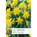  Narcissus Botanical Rip Van Winkle (x10 Bulbs)