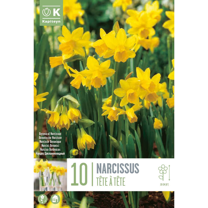  Narcissus Botanical Tete A Tete (x10 Bulbs)