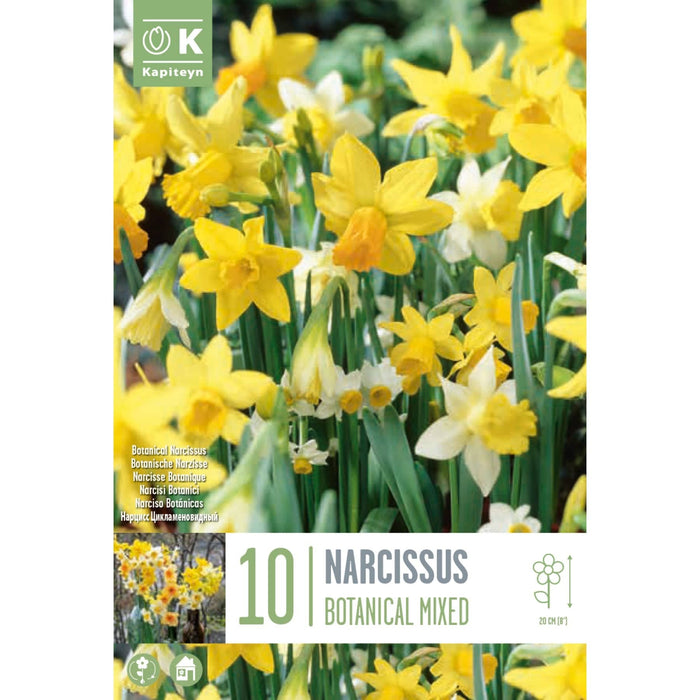 Narcissus Botanical Mixed Colours Bag (10 Bulbs)