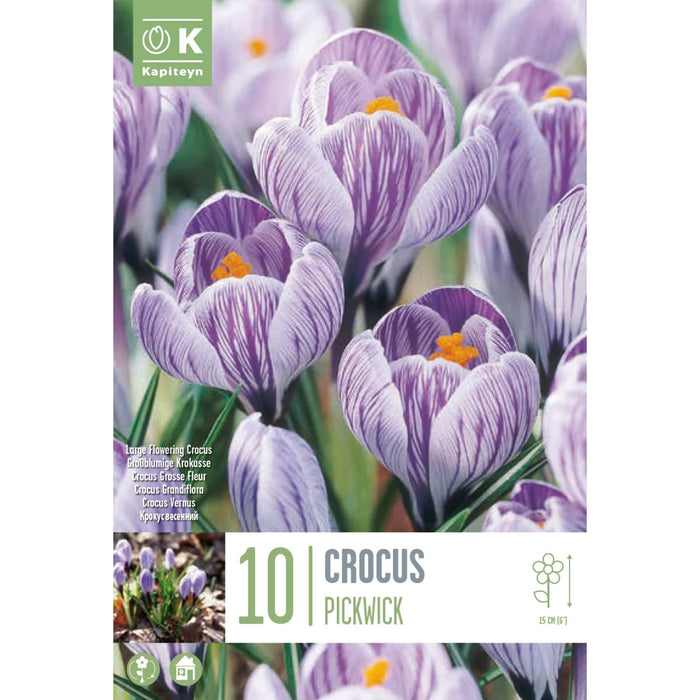 Crocus Large Flowering Pickwick Bag (10 Bulbs)