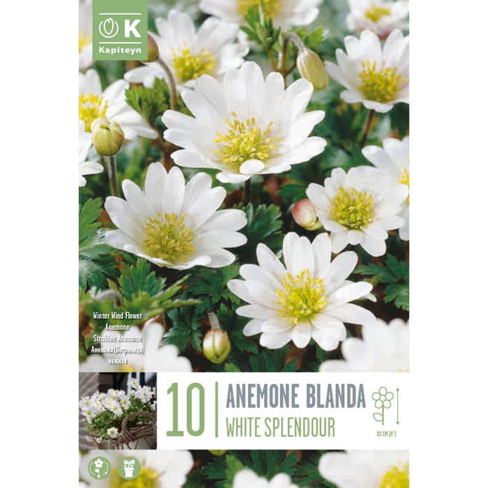 Anemone Blanda White Splendour, Winter Wind Flower Bag (10 Bulbs)