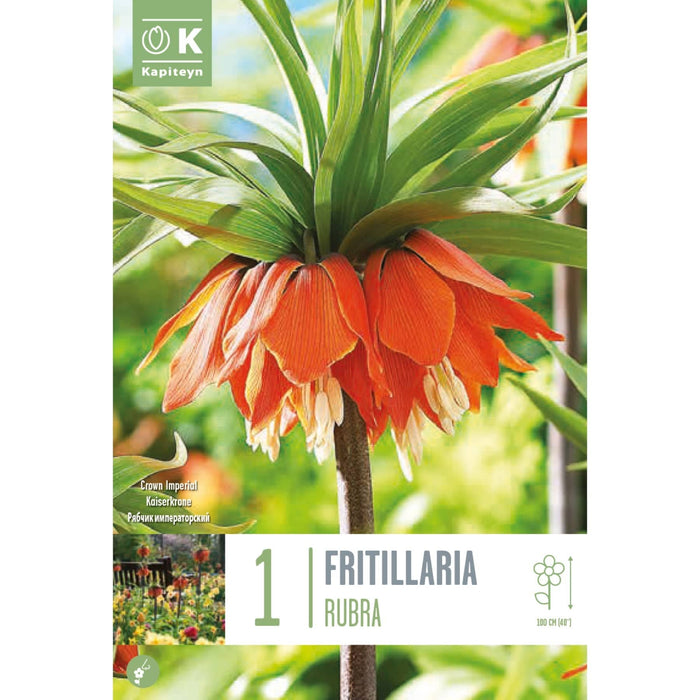 Fritillaria Imperialis Rubra Crown Imperial Bag (1 Bulb)
