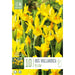  Iris Hollandica Yellow (x10 Bulbs)
