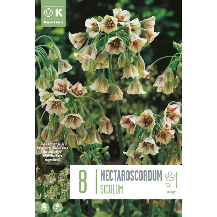 Allium Siculum (Nectaroscordum) Sicilian Honey Garlic (8 Bulbs)