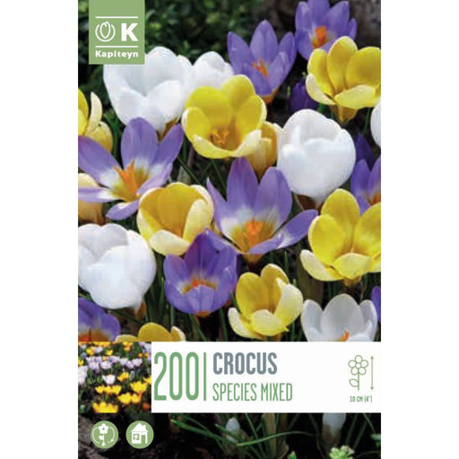 Landscape Crocus Specie Mixed (x200 Bulbs)
