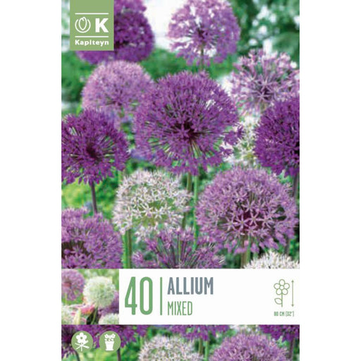 Landscape Allium Large Flowering Mi (x40 Bulbs)