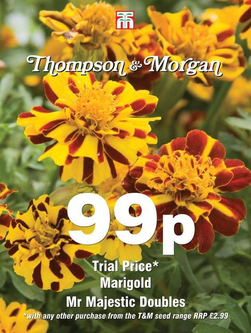Thompson & Morgan (Uk) Ltd Gardening Marigold Mr Majestic Doubles