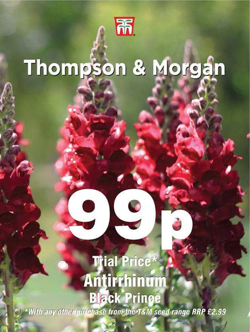 Thompson & Morgan (Uk) Ltd Gardening Antirrhinum Black Prince