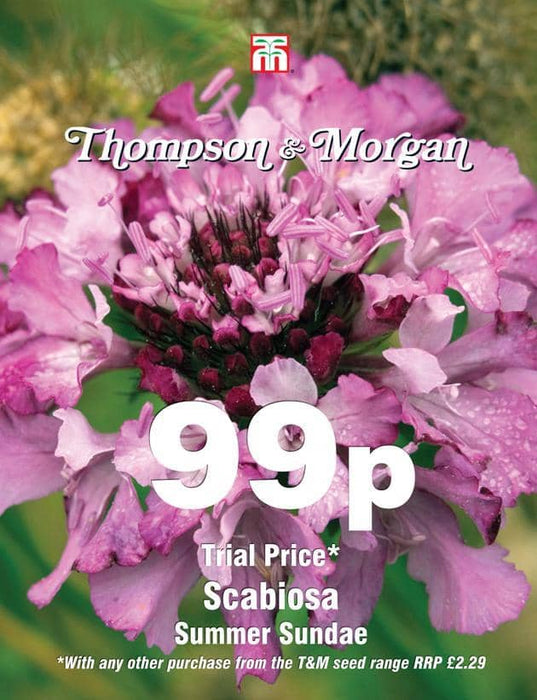 Thompson & Morgan (Uk) Ltd Gardening Scabiosa Summer Sundae