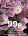 Thompson & Morgan (Uk) Ltd Gardening Evening Primrose Pink Petticoats