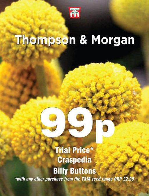 Thompson & Morgan (Uk) Ltd Gardening Craspedia Billy Buttons