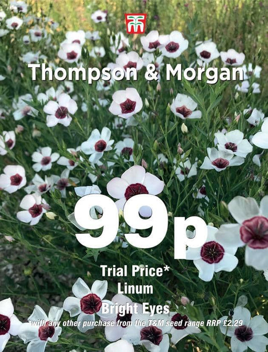 Thompson & Morgan (Uk) Ltd Gardening Linum Bright Eyes