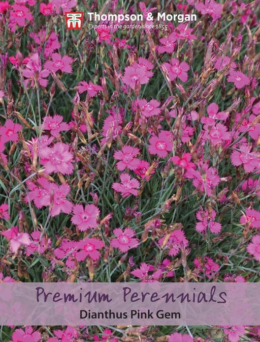 Thompson & Morgan (Uk) Ltd Gardening Dianthus Pink Gem