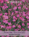 Thompson & Morgan (Uk) Ltd Gardening Dianthus Pink Gem