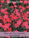 Thompson & Morgan (Uk) Ltd Gardening Dianthus Red Gem