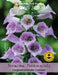 Thompson & Morgan (Uk) Ltd Gardening Foxglove Lavender Carousel