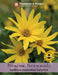 Thompson & Morgan (Uk) Ltd Gardening Sunflower Maximiliani Early Bird
