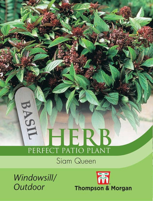 Thompson & Morgan (Uk) Ltd Gardening Herb Basil Siam Queen