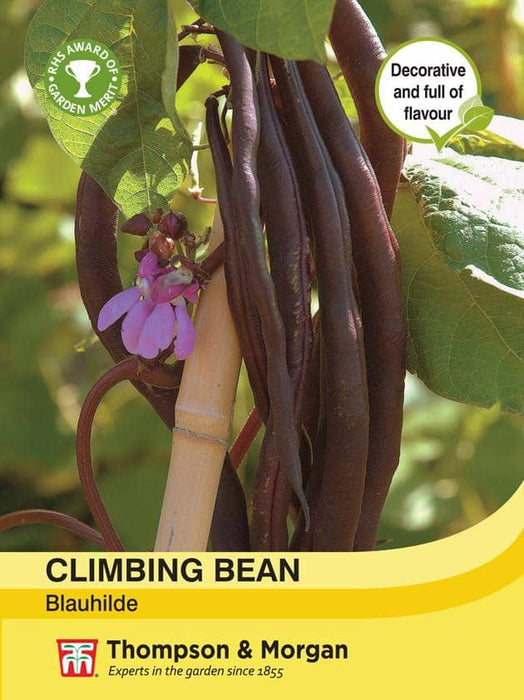 Thompson & Morgan (Uk) Ltd Gardening Climbing Bean Blauhilde