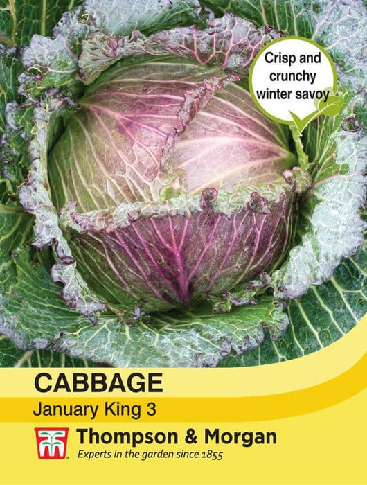 Thompson & Morgan (Uk) Ltd Gardening Cabbage (Winter) January King 3
